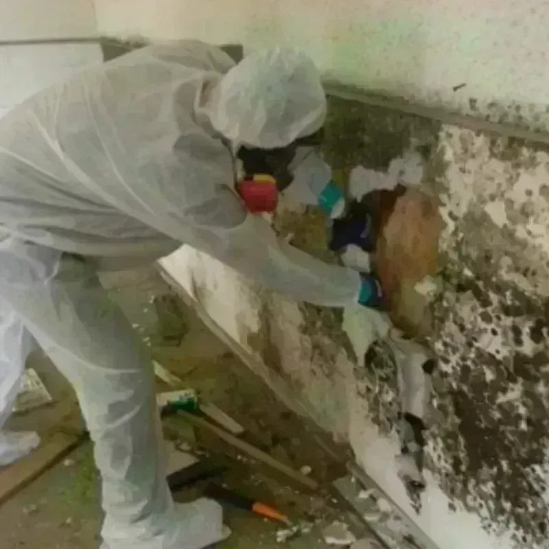 Mold Remediation and Removal in Chandler, TX